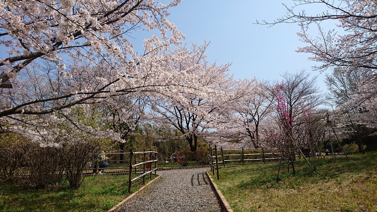 🌳 사누키 공항 공원(사누키 쿠코 코엔) 이미지 6